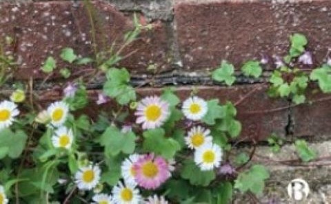 Daisies growing over a brick wall