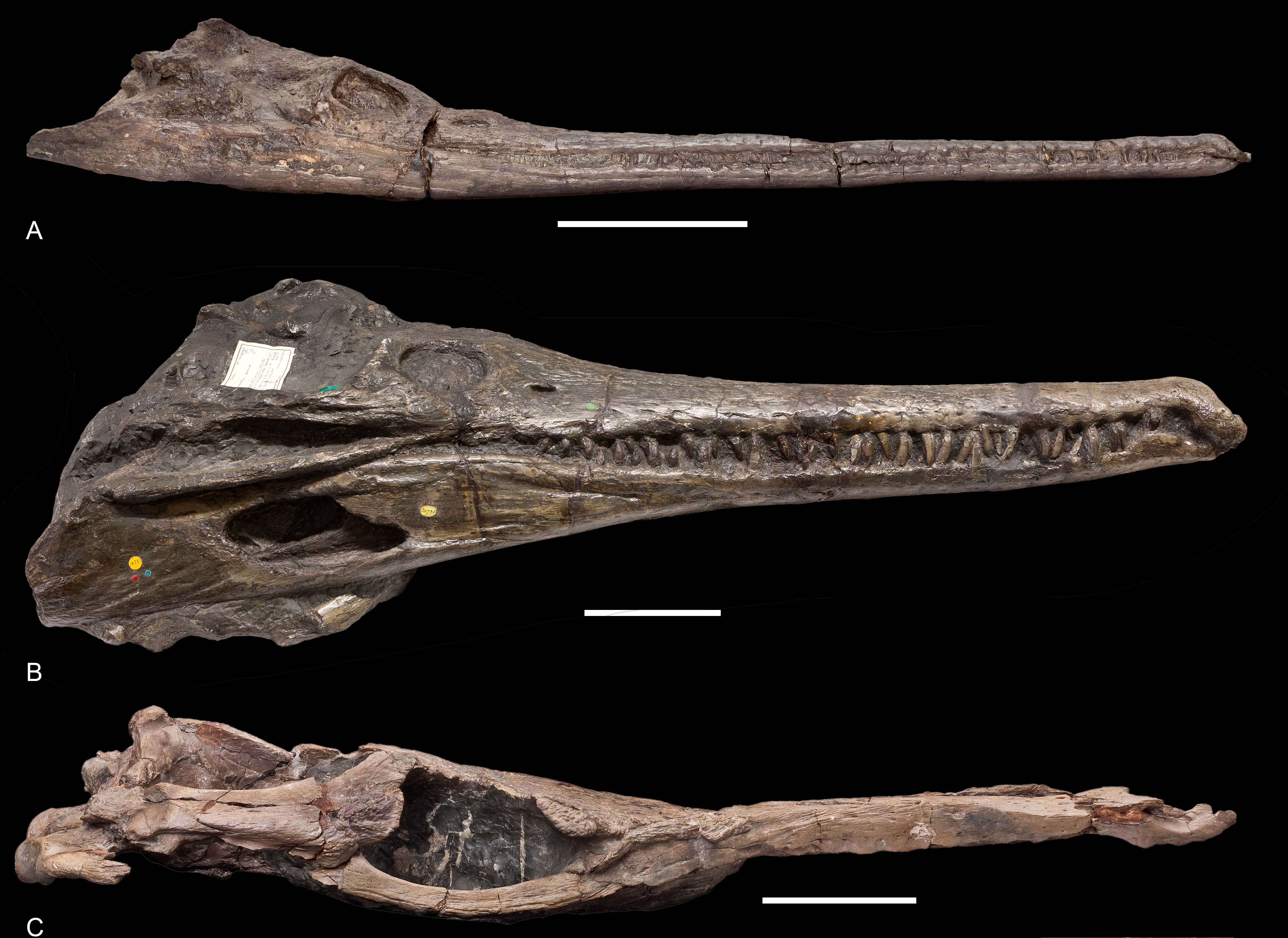 Caption: Thalattosuchian skulls. Showing the semi-aquatic species (A and B), and the fully aquatic metriorhynchid (C). Credit: Sven Sachs