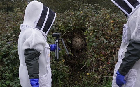 Two people in white bee protective suits and head coverings standing facing a hedge with a large hornet nest in it. One of the people is holding a microphone close to the nest.