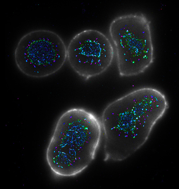 A microscopy image depicting immune receptor distribution analysis in human T cells. The same-coloured spots represent receptors that are clumped together in a single cluster. This image is made by superimposing two different images from two different techniques. One that 'slices' through the cell to show clusters on the periphery and a super-resolution technique that gives higher resolution of the clusters (the coloured spots). 