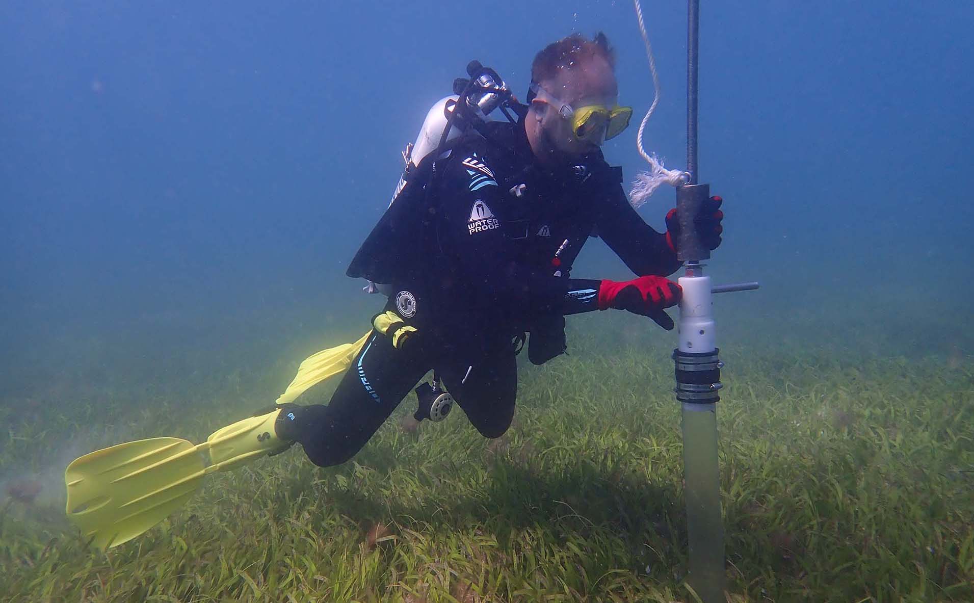 A diver underwater swimming above a carpet of green seagrass while operating seabed sampling equipment