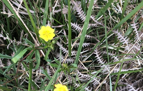 Close-up photo of a yellow wildflower growing in long green grass 