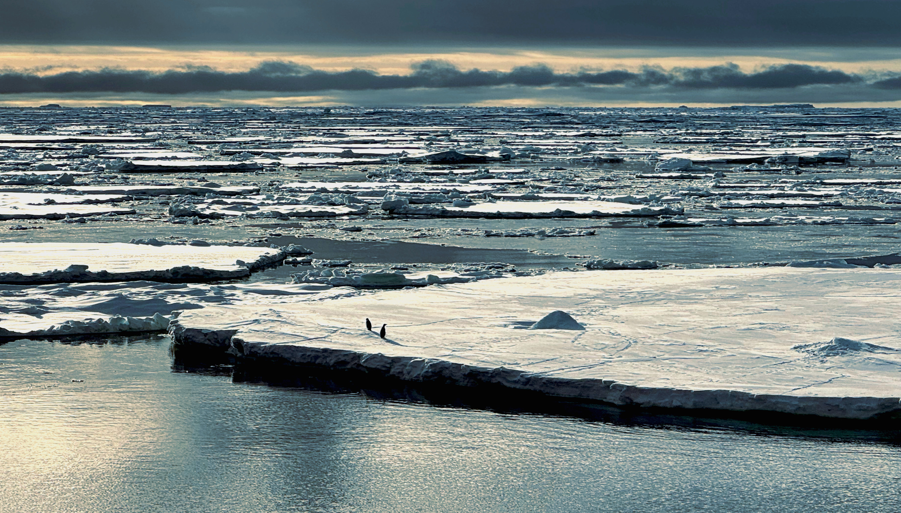 Two penguins on melting sea ice in Antarctica beneath dark sky