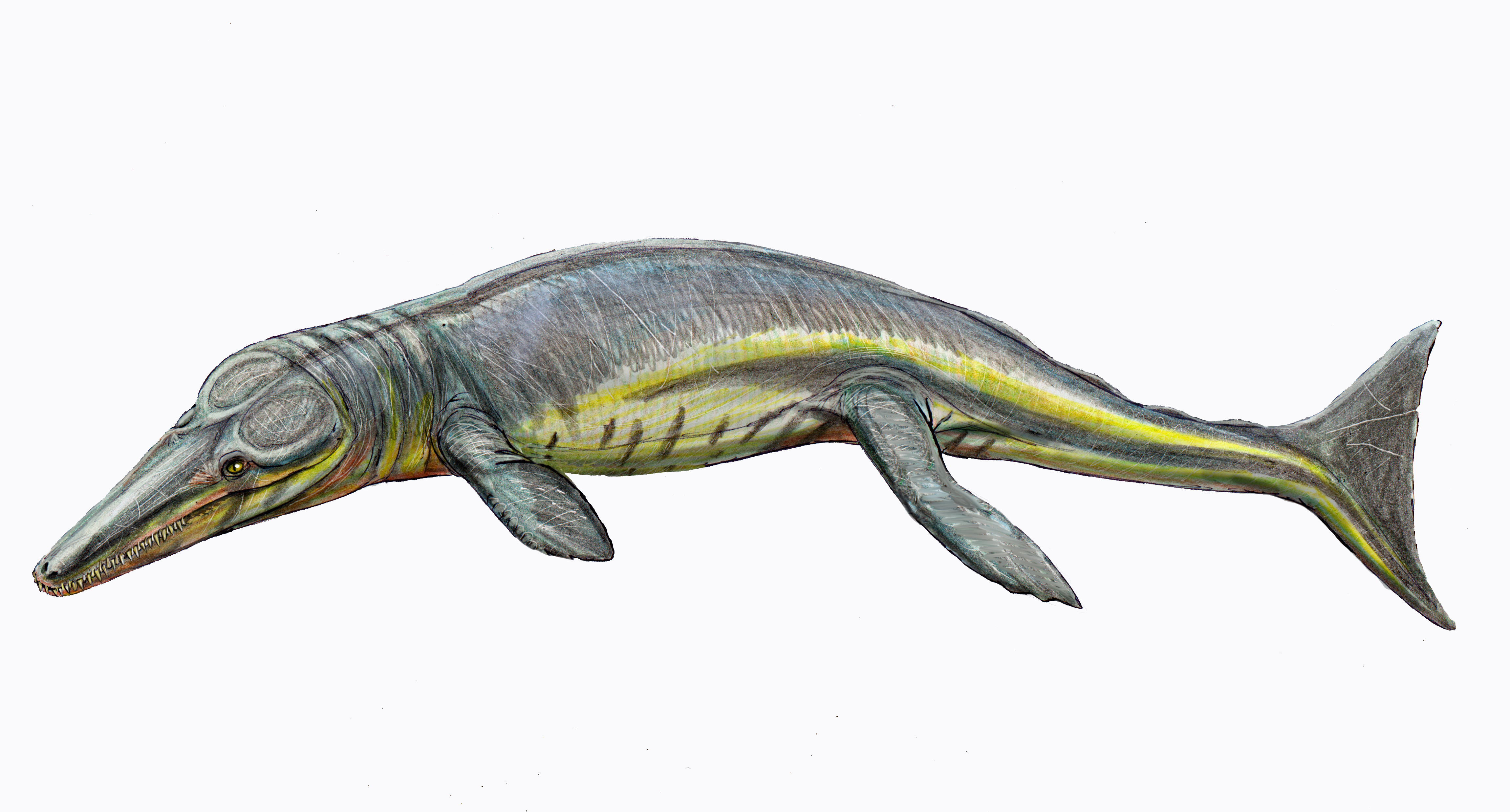 Tyrannoneustes, a metriorhynchid thalattosuchian (artwork by Dmitry Bogdanov)