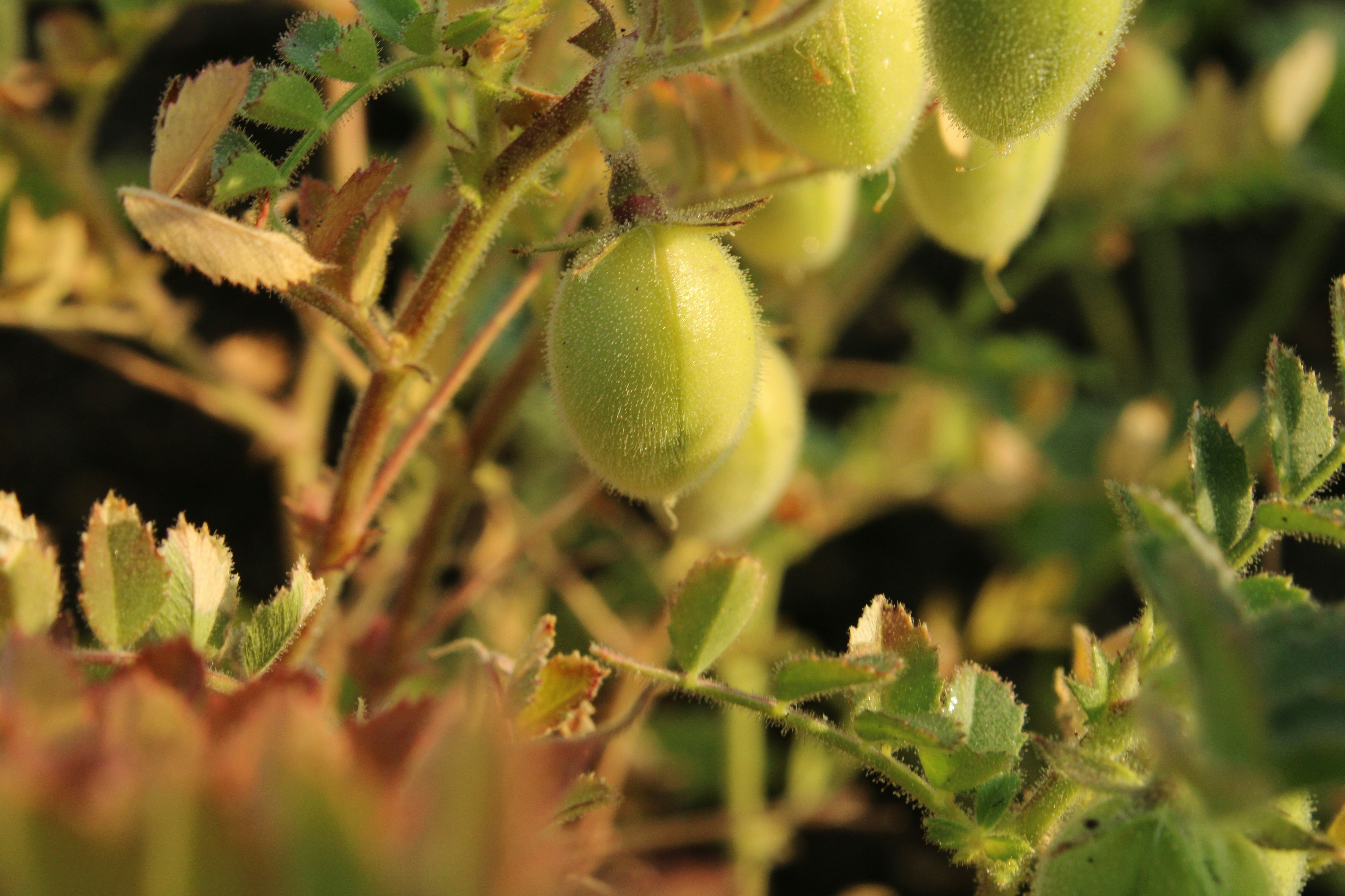 Close-up of a chickpea plant showing green, fuzzy pods growing among small serrated leaves in warm sunlight.