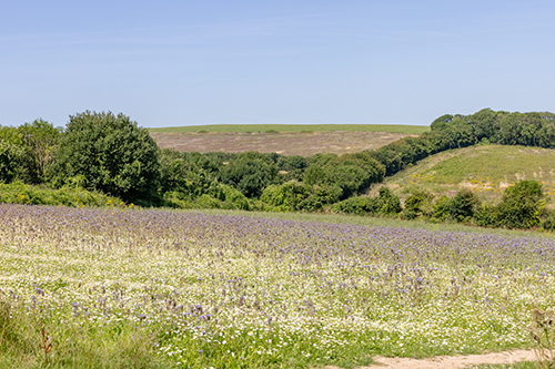 A wide meadow filled with white and purple wildflowers stretches across the foreground, bordered by dense green trees and hedgerows. Rolling hills rise in the background under a clear blue sky.