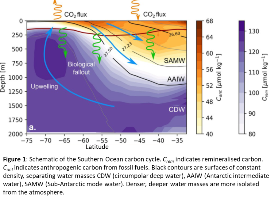 Figure 1: a schematic of the Southern Ocean carbon cycle