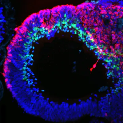 Fluorescence microscopy image of multicolored cells forming a curved tissue structure around a dark central cavity.