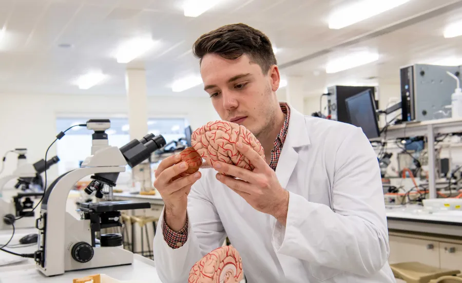 Student wearing a lab sits at a bench in a laboratory, surrounded by microscopes and technical equipment. He holds and takes a part a model of a human brain.