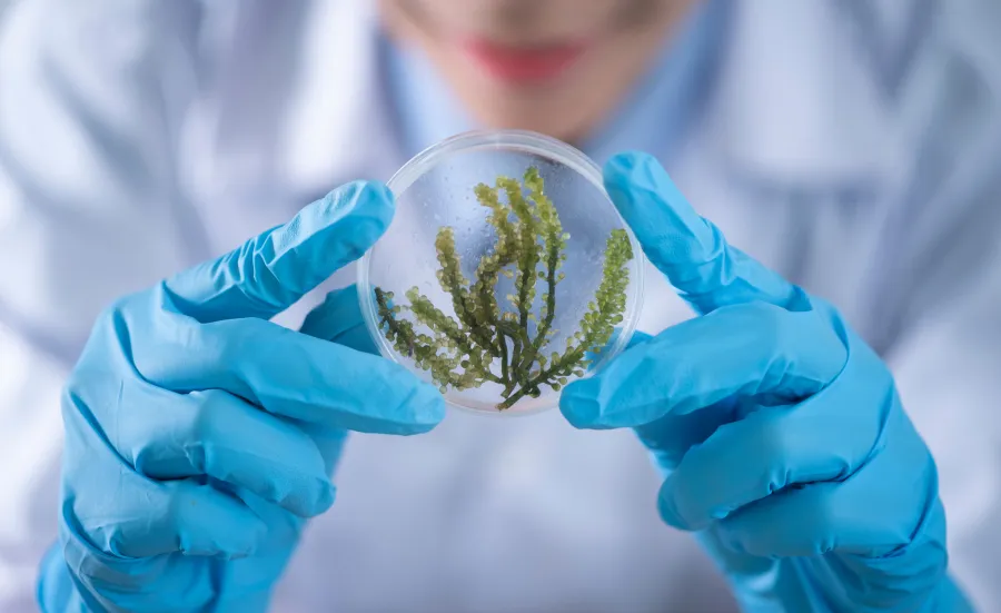 Person holding a fern in a glass orb with blue surgical gloves on