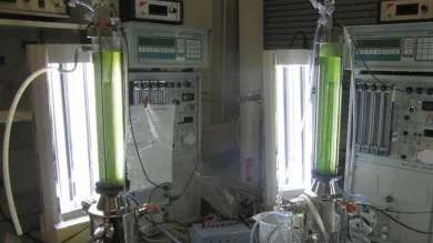 A number of photobioreactors in a laboratory setting