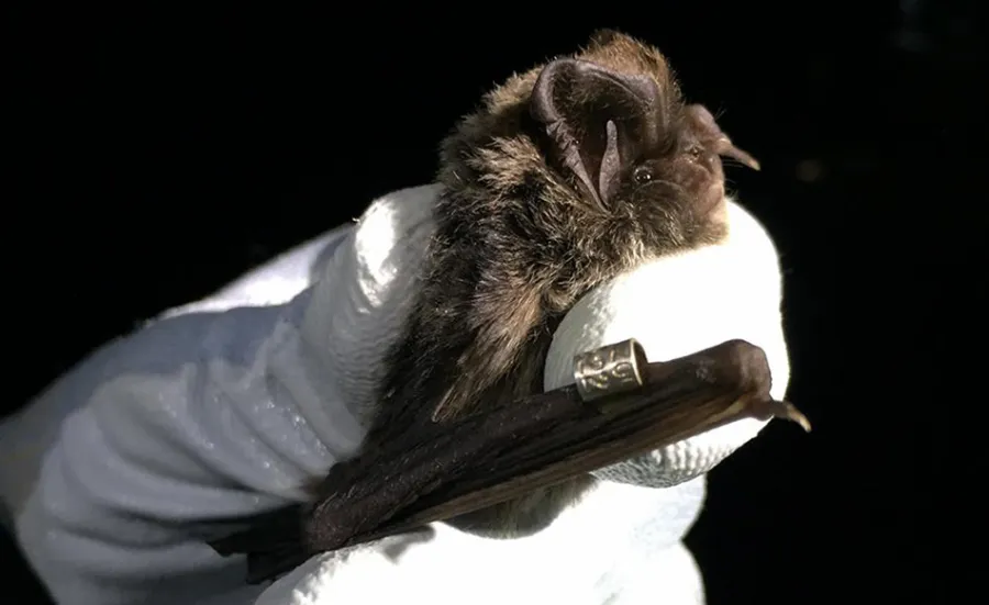 Close up of a white-gloved hand holding a barbastelle bat