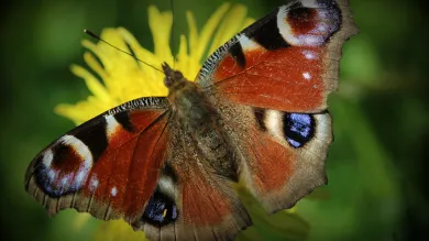 Reddish butterfly on yellow flower surrounded by green.