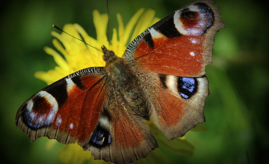 Reddish butterfly on yellow flower surrounded by green.