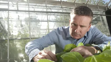 A researcher looking closely at plants
