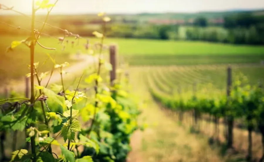 vineyard on a hillside