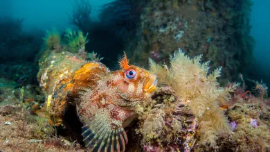 Fish on the ocean bed