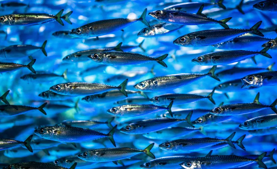 Shoal of herring swimming in the ocean