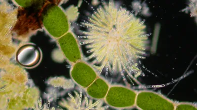 Image showing microscopic cells in colour