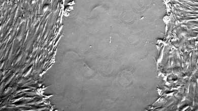 Microscopic view of a live cell