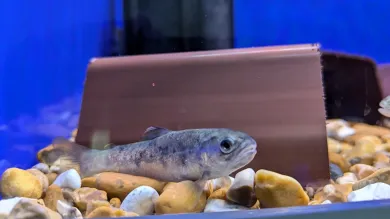 Indoor fish holding tanks