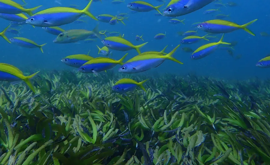 A school of blue and yellow fish swims above a seagrass meadow underwater.
