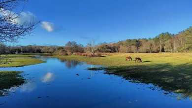 English woodland and countryside. There's a large still river with two horses stood on the bank. 