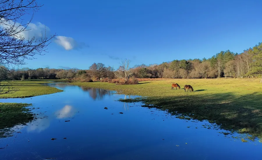 English woodland and countryside. There's a large still river with two horses stood on the bank. 