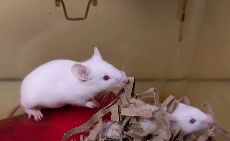 White lab mice on a red surface with shredded cardboard and fluff.