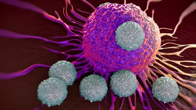 Illustration of white T-cells attacking a cancer cell with pink and purple colouration.