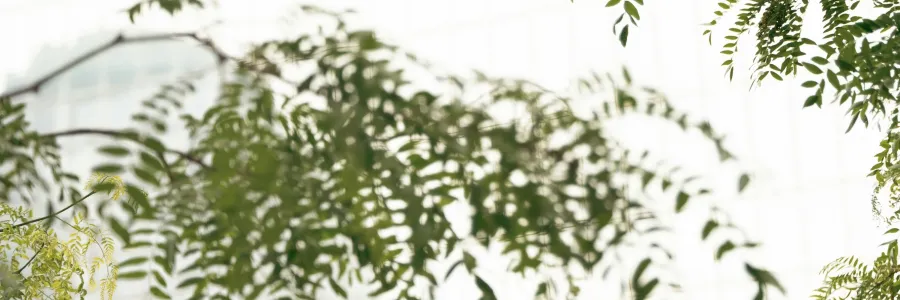 Green leaves in focus against a blurred building.