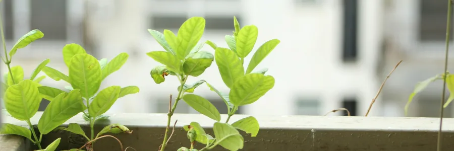 Bright green leaves growing over a metal railing with a blurred building background.