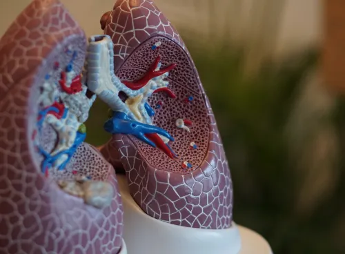 Image of a scientific model of a pair of lungs.