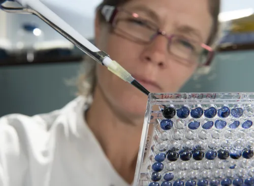 A close-up of a scientist in a white lab coat pipetting dark blue liquid into a 96 well lab plate