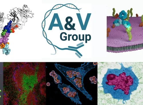 Collage with several pictures of cells antibodies and virus 