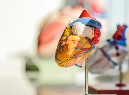 A detailed anatomical model of a human heart with vibrant colours highlighting its various parts, mounted on a stand, with a similar out-of-focus model in the background.