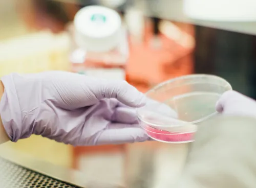 A gloved hand holding a petri dish with a pink solution in a laboratory setting.