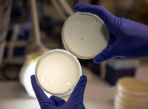Two petri dishes held up by gloved hands, showing bacterial lysis by phages.