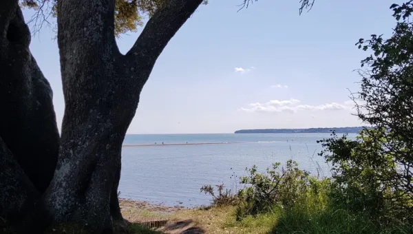View looking out to sea across a beach with trees and bushes in foreground.
