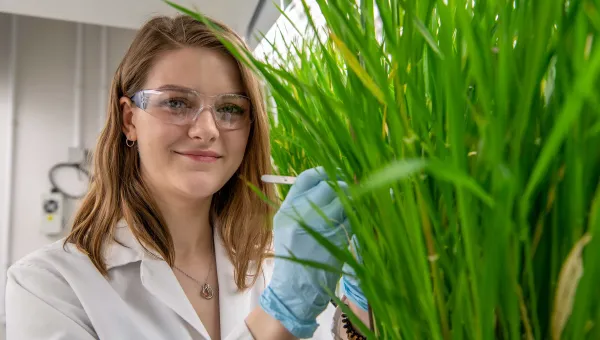A student in lab coat and protective glasses collects a scientific sample from a large, green grass-like plant.