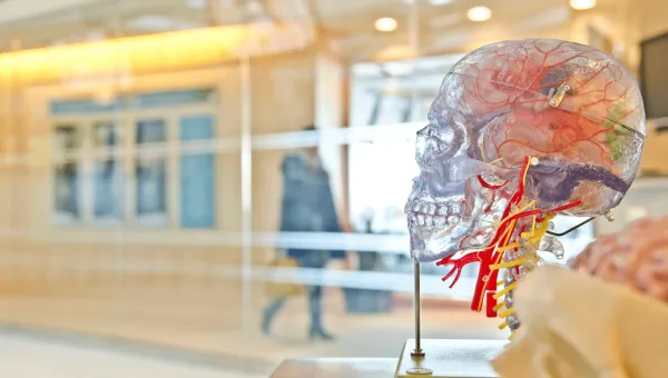 A model of a human skull and brain.