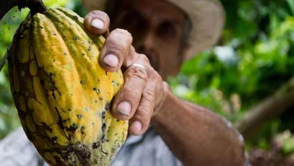 Person picking cocoa plant in forest