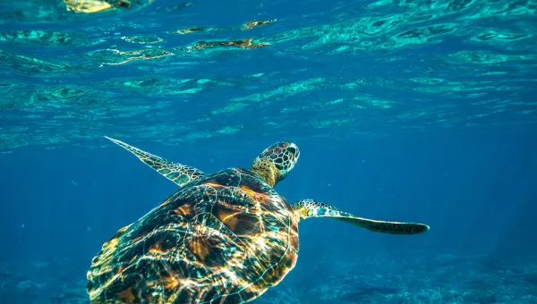 Tutle under blue sea water.
