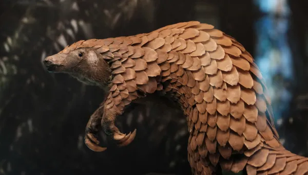 A pangolin