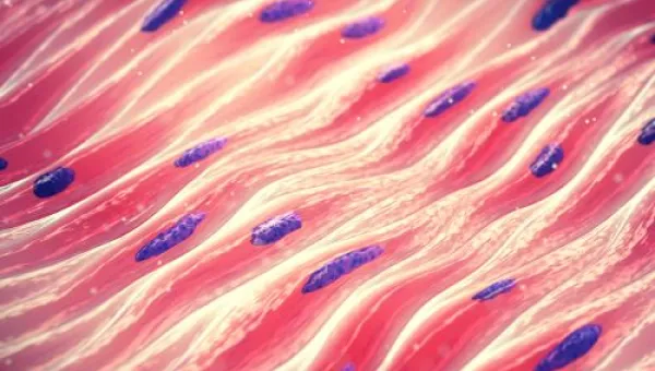 Muscle cells, illustration