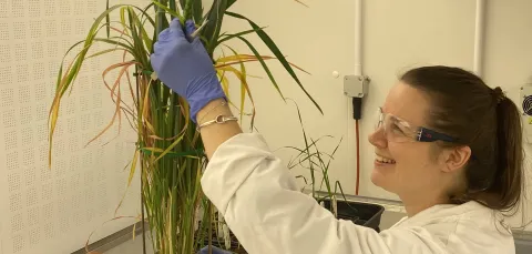 PhD student Daisy Bown looking at a type of grass in a plant pot