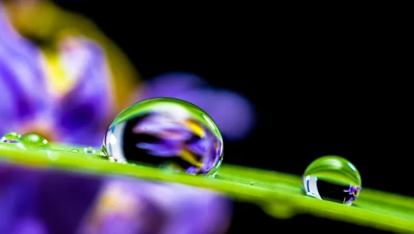 close up of 2 drops of water on a stem
