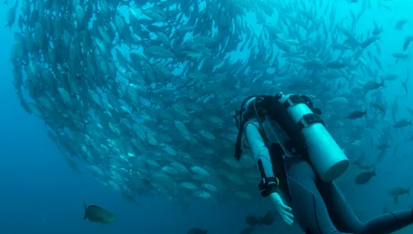 Scuba diver underwater swimming by school of fish