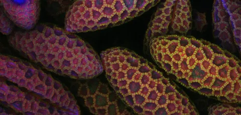 Close-up of lily pollen in a mosaic pattern, predominantly in red, yellow, and purple colors, with one distinctly bright blue entity.