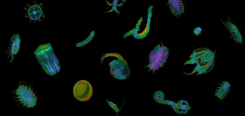 A colourful, artistic representation of various plankton with fluorescent hues on a black background, illustrating the diverse structures and forms of microscopic life